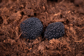 Black truffle in the ground. Truffle hunt. Mushroom cultivation. Delicacy exclusive truffle mushroom. Piquant and fragrant French delicacy.