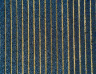 Spring in Netherlands