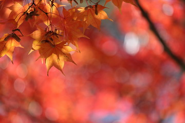 紅葉の風景