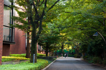Tokyo, Japan, Ueno Park, Tokyo University of the Arts, green treetop crow