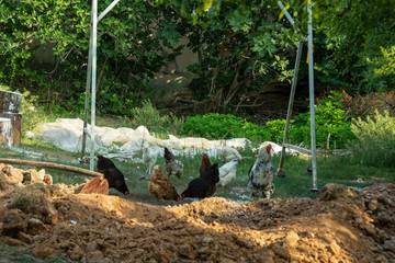 hovering animals in forest gardens