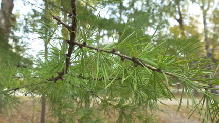Pine
