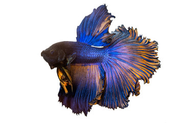 Obraz premium bird on white background