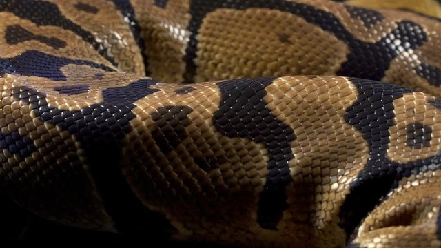 Video of ball royal python on black