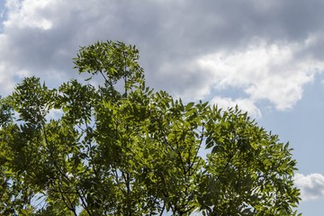 Baumkrone mit Wolke und Himmel