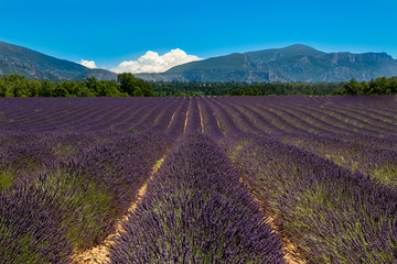 Champs de Lavande provencale