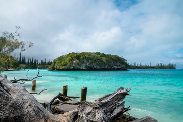 Fototapeta na wymiar Trees uprooted by a storm on the side of the beach at Kanumera Bay on Isle of Pines on a beautiful day with white puffy clouds and turquoise waters in New Caledonia, South Pacific Ocean.