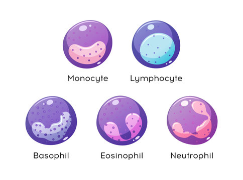Vector set of white blood cells. Monocyte, Lymphocyte, Eosinophil, Neutrophil, Basophil.