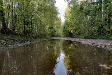 Fototapeta na wymiar Big puddle in green forest.