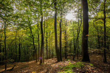 Fototapeta premium Herbstliche Aussichten im schönen Sauerland