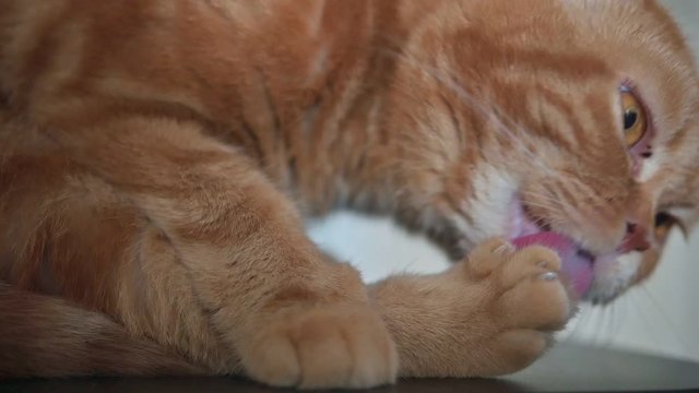 Close up slow motion footage of cute red Scottish fold cat licking its foot for cleaning its face and hair. Cat is a very hygienic animal.