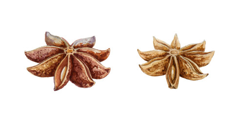 Star anise spice fruits with seeds watercolor illustration. Close up dry indian badian spice. Illicium verum - organic healthy aroma flavor. Isolated on white background.