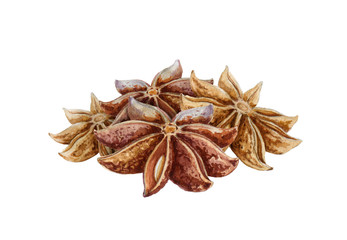 Star anise spice fruits with seeds watercolor illustration. Close up dry chinese badian spice or Illicium verum - organic healthy flavor. Isolated on white background.