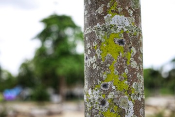Fototapeta premium tree in the park