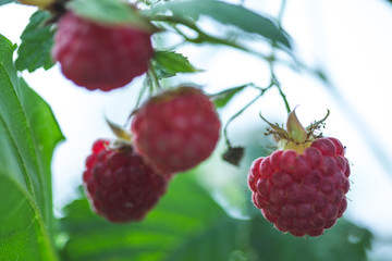 raspberry