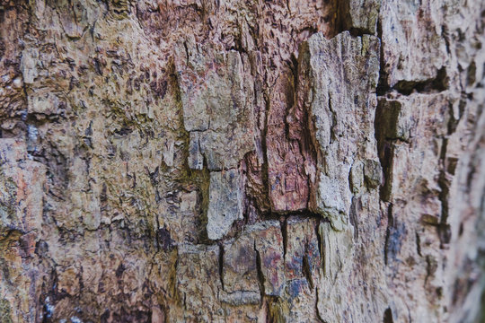 Close up of tree trunk background texture, free space for design text or pictures