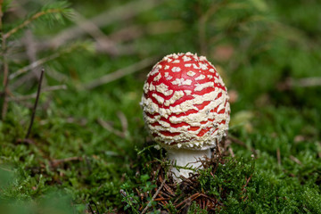 Fliegenpilz im Wald makro