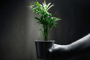 Male human hand holding a green plant. Environment and ecology concept.