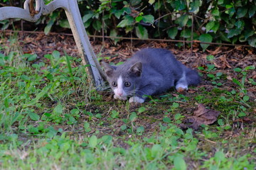 cat in the grass