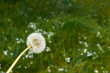 Dandelion and meadow