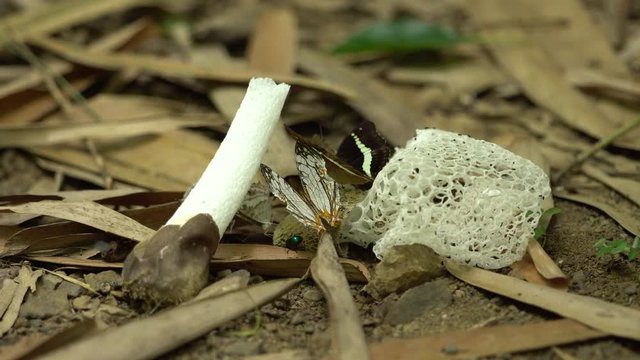 White stinkhorns, Net mushrooms on bamboo leaves in forest, green bokeh on background. Stinkhorns, it&rsquo;s best for soup. Free space for text. Organic food for vegetarian concept.