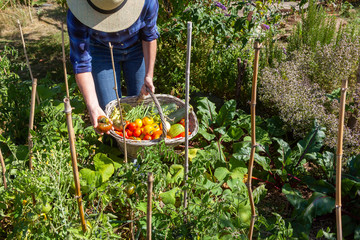 Au potager - récolte de légumes