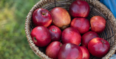 Apple harvest. Ripe red apples in the basket on the green grass.
