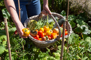 Au potager - récolte de légumes