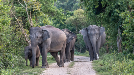 Fototapeta premium Elephants walking in the forest