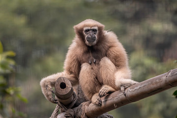 Gibbon sitting on a branch