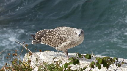 Sparrow hawk (baby) of seagull.