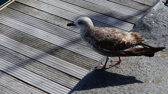 Sparrow hawk (baby) of seagull.