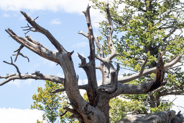 tree on a background of blue sky