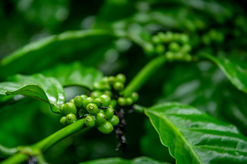Green coffee beans robusta on tree in the garden.
