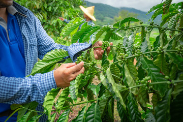 woman picking grapes in vineyard
