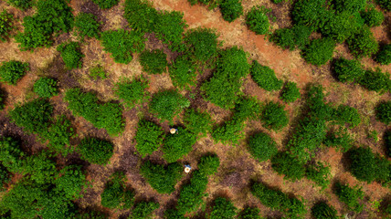 green grass background