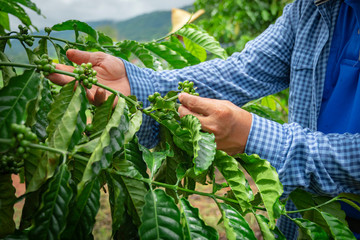 woman picking tomatoes in garden