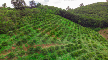 rice field in thailand