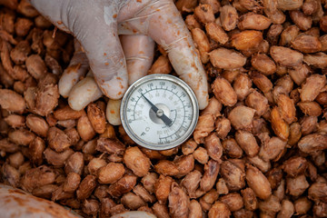 Temperature measurement of cocoa beans fermented in wooden barrels, to maintain the quality of cocoa flavor.