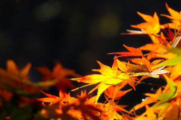 秋の葉