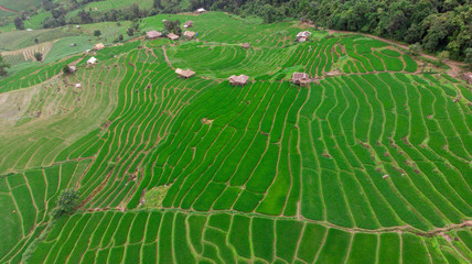rice field in thailand