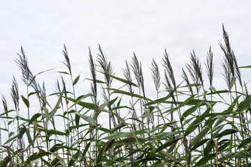 Reeds of the reeds sway in the wind