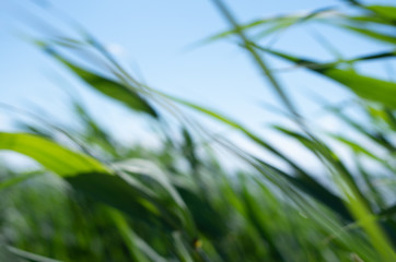 Blurry view of a windy grass field on a sunny summer day. 