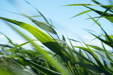 Blades of grass on a windy sunny day with a seascape in the background.
