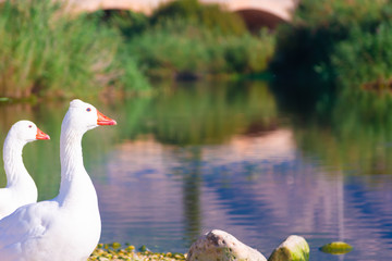 Cisnes en la laguna del rio algar en pueblo pesquero de Altea ,Alicante(España)