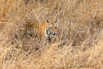 tiger in grass