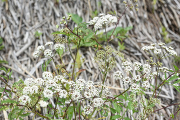 White flower on a background of dry cane stalks