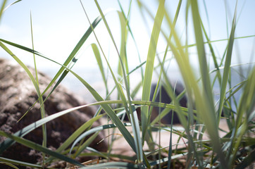 Idyllic blades of grass growing on a sunny beach.