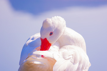 Cisnes en la laguna del rio algar en pueblo pesquero de Altea ,Alicante(España)