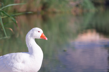 Cisnes en la laguna del rio algar en pueblo pesquero de Altea ,Alicante(España)